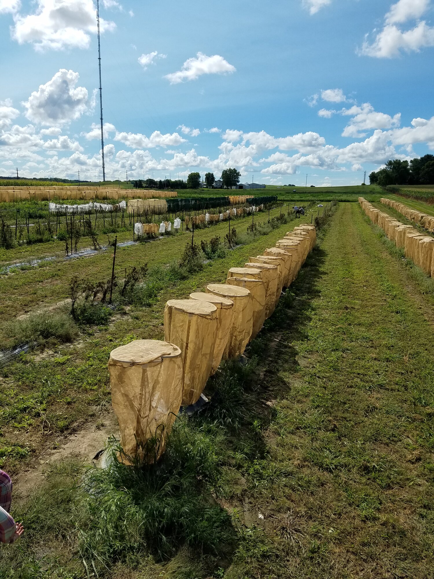 Carrot experimental site with pollination cages over each plant.