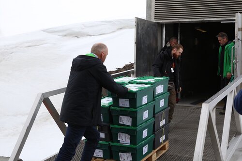 From Sheep Food to Chili Peppers