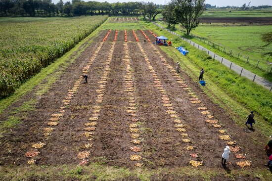 Aerial view of CIP’s potato breeding trial in Njoro contains hundreds of plants, each a small bet on the future of food. Photo: Stefan Mohl/Crop Trust