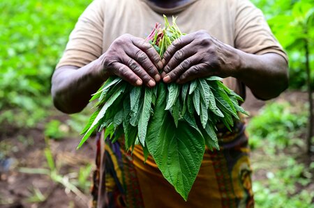Giving Crops an Opportunity: Crop Trust Launches the Power of Diversity Funding Facility