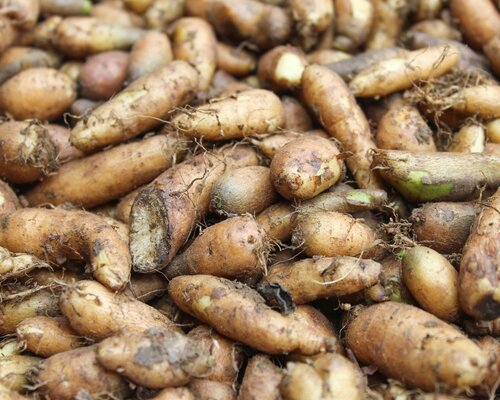 Minor yams