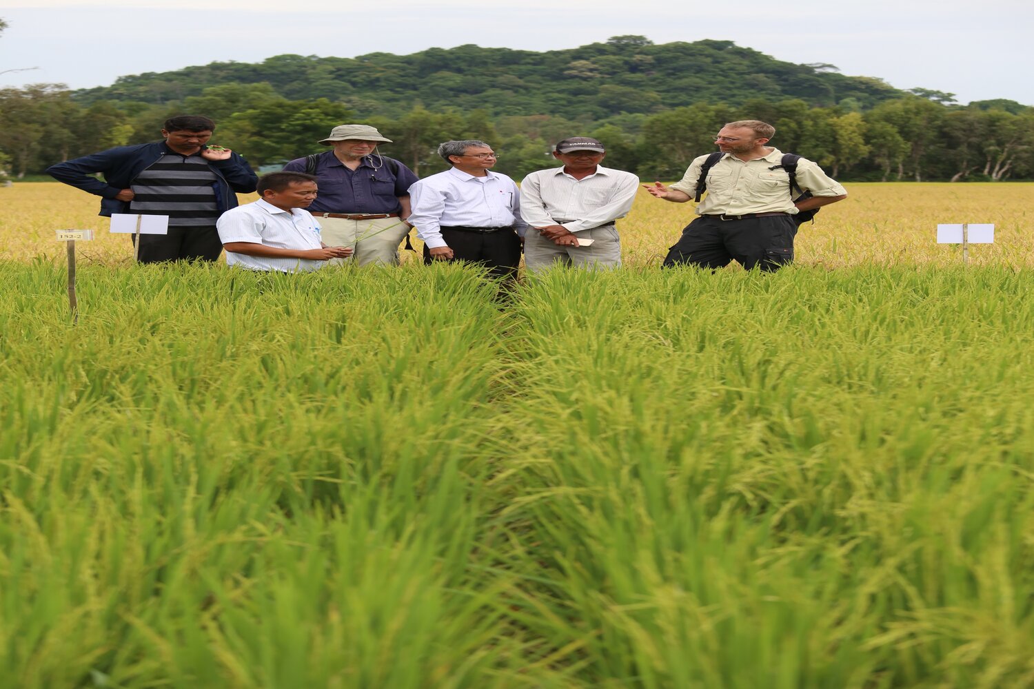 Left to Right: Venu Ramaiah, IRRI; Professor NH Tin from the Mekong Delta Development Research Institute; Åsmund Bjornstad, NMBU; Professor HQ Tin from the Mekong Delta Development Research Institute; farmer-breeder Mr. Tran Thanh Hung; and Ben Kilian, Global Crop Diversity Trust, examine the Nui Voi Seed Club’s on-farm trials in the An Giang province, where farmers have selected the most promising lines of their first harvest, based on heat-resistance, number of panicles, resistance to blast disease and short-cycle duration. Photo: L.M. Salazar