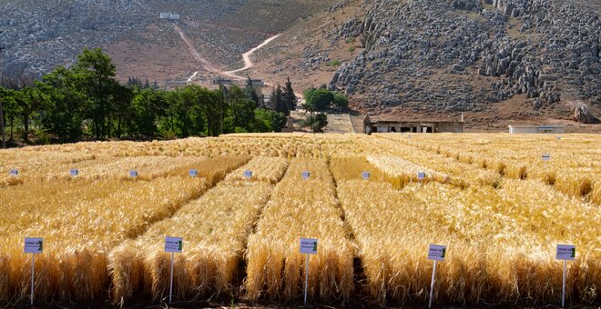 ICARDA Terbol Station in Beqaa Valley, Lebanon