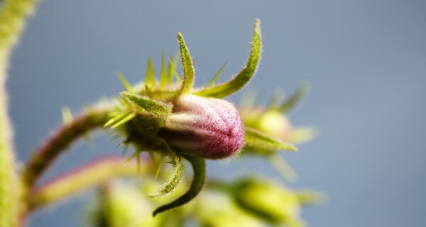 Wild eggplant. Photo: Luis Salazar/Crop Trust