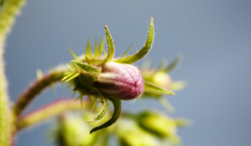 Wild eggplant. Photo: Luis Salazar/Crop Trust