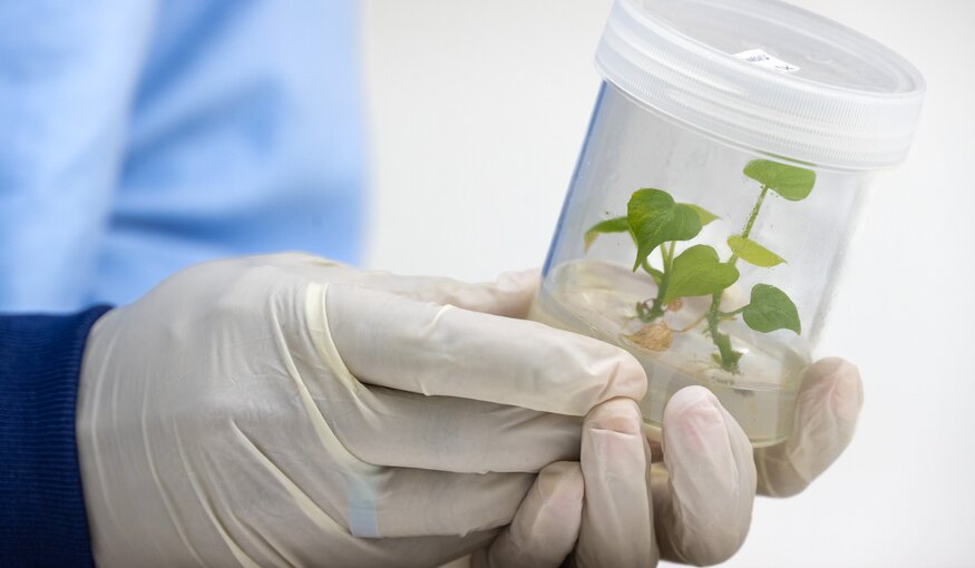 Seed World: Sowing the Seeds of Resilience – Crop Diversity as a Strategic Asset for the Seed Sector