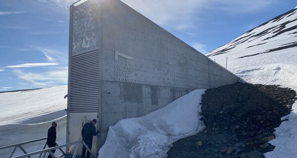 Heritage and Health Take Center Stage at the Latest Svalbard Global Seed Vault Deposit