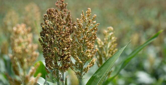 Sorghum near Kakemega County, Kenya. Photo: Michael Major/Crop Trust