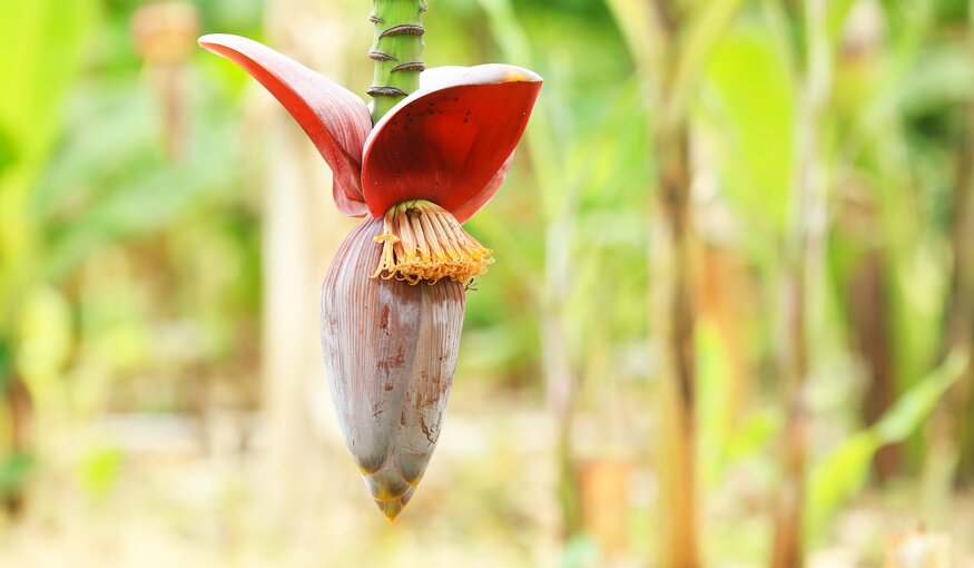 Banana flower at the International Institute of Tropical Agriculture (IITA). Photo: Shawn Landersz/Crop Trust