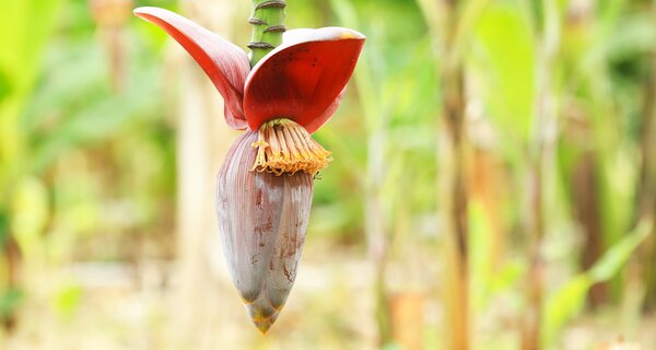 Banana flower at the International Institute of Tropical Agriculture (IITA). Photo: Shawn Landersz/Crop Trust