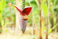 Banana flower at the International Institute of Tropical Agriculture (IITA). Photo: Shawn Landersz/Crop Trust