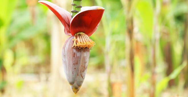 Banana flower at the International Institute of Tropical Agriculture (IITA). Photo: Shawn Landersz/Crop Trust