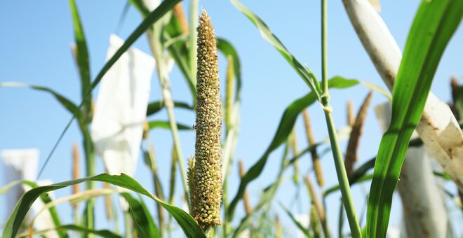 A Nutritious Future Starts in Genebanks