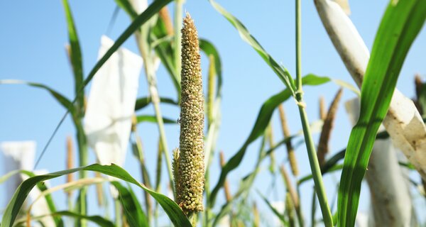 A Nutritious Future Starts in Genebanks