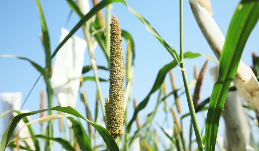 A Nutritious Future Starts in Genebanks