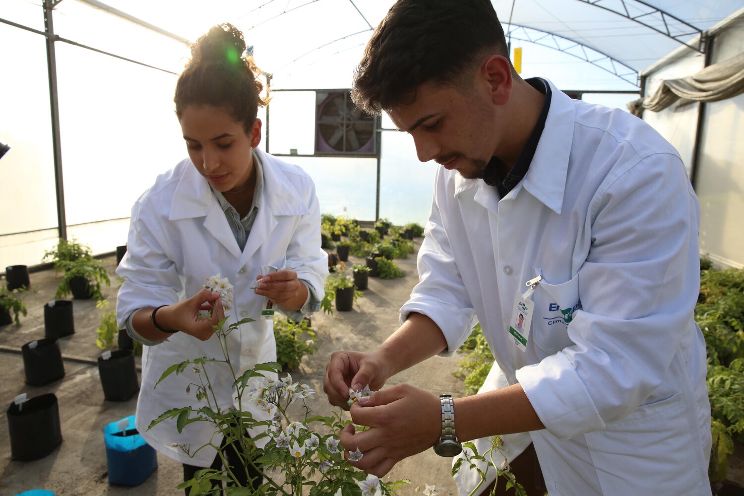 Partners at Embrapa study wild potato relatives. 