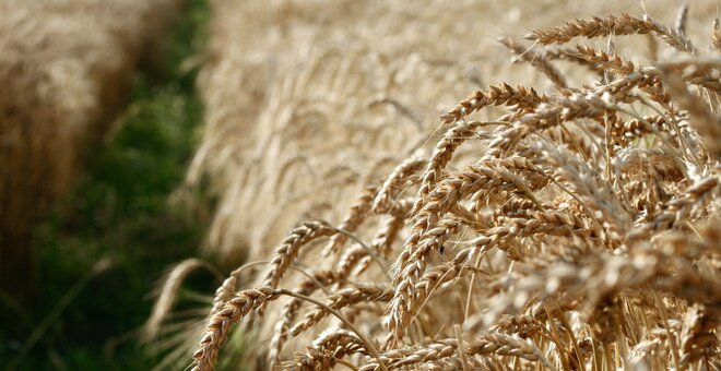 This is how the Ukrainian Seeds Were Saved