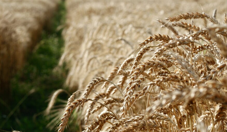 This is how the Ukrainian Seeds Were Saved