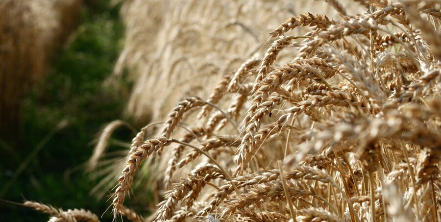 Wheat