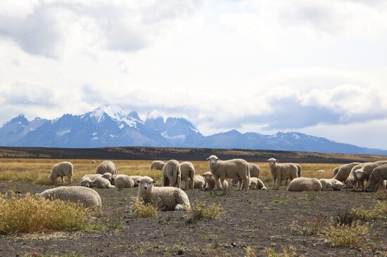 Livestock production is one of the top productive sectors in the Magallanes region, second only to mining. However, in the last decade, it has suffered a decline due to degradation of the natural prairies. In response, new forages have been introduced, in order to maintain the animal populations and increase the profitability of livestock enterprises. Among these is alfalfa. Photo: LS Salazar/Crop Trust