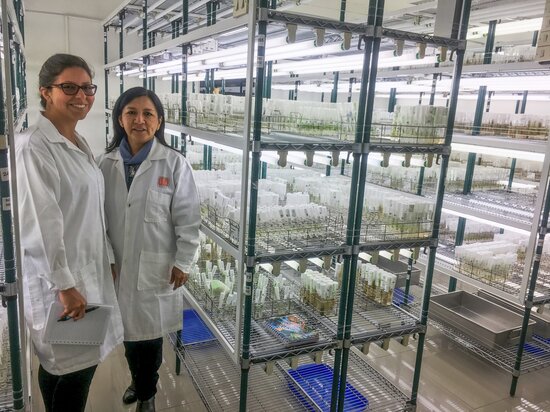 Vivian Bernal and Ana Panta, Leader of the in-vitro conservation division at the International Potato Center (CIP) genebank in Peru. Photo: CIP