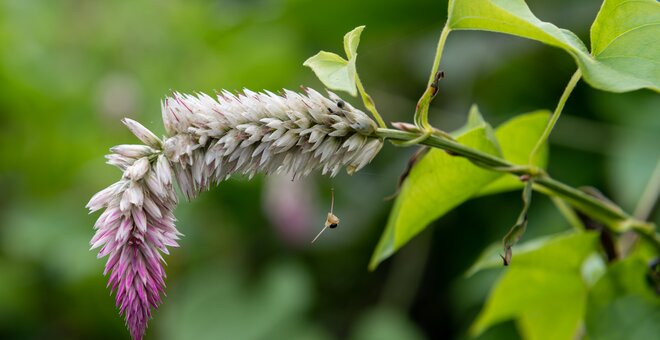 Yam flower.