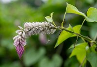 Yam flower. 