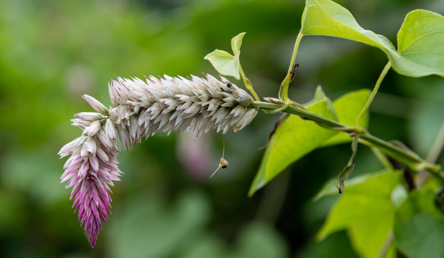 Yam flower.