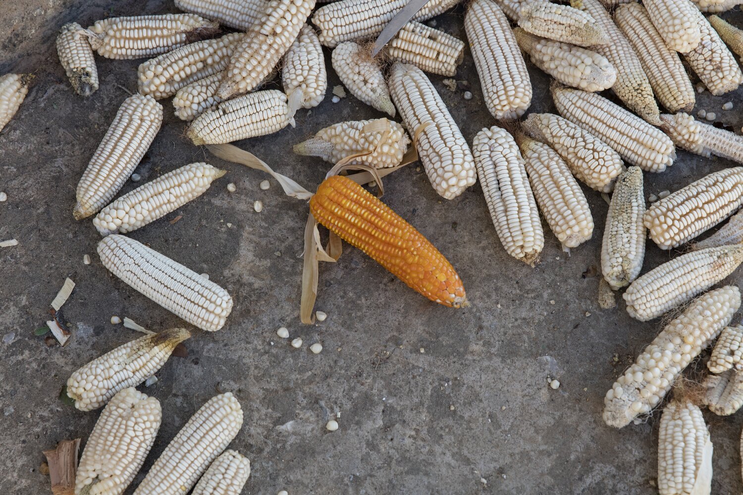 Vitamin A-fortified orange maize looks striking in a country where white maize has always been favored. Its nutritional qualities, inherited from parent varieties found in the crop’s Latin American homeland, have made the orange kernels catch on. Photo: Toby Smith/Reportage by Getty Images for #CropsInColor