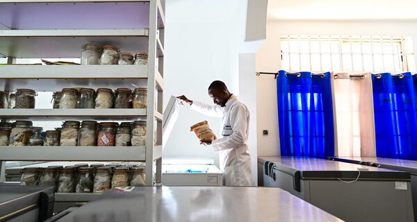 Genebanks, the living libraries of crop diversity, benefit from following a Quality Management System, or QMS. This ensures that nothing goes wrong in the journey of a seed into, around, and out of the genebank. In this image, staff of the Genetics, Biotechnology and Seed Science (GBioS) unit at the University d’Abomey-Calavi in Benin inspects seeds conserved in a freezer. Photo: Neil Palmer/Crop Trust