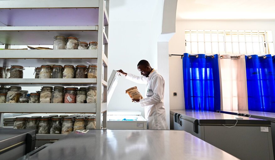 Genebanks, the living libraries of crop diversity, benefit from following a Quality Management System, or QMS. This ensures that nothing goes wrong in the journey of a seed into, around, and out of the genebank. In this image, staff of the Genetics, Biotechnology and Seed Science (GBioS) unit at the University d’Abomey-Calavi in Benin inspects seeds conserved in a freezer. Photo: Neil Palmer/Crop Trust