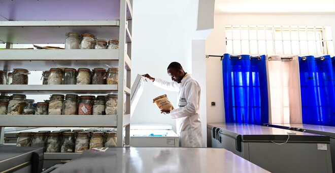 Genebanks, the living libraries of crop diversity, benefit from following a Quality Management System, or QMS. This ensures that nothing goes wrong in the journey of a seed into, around, and out of the genebank. In this image, staff of the Genetics, Biotechnology and Seed Science (GBioS) unit at the University d’Abomey-Calavi in Benin inspects seeds conserved in a freezer. Photo: Neil Palmer/Crop Trust