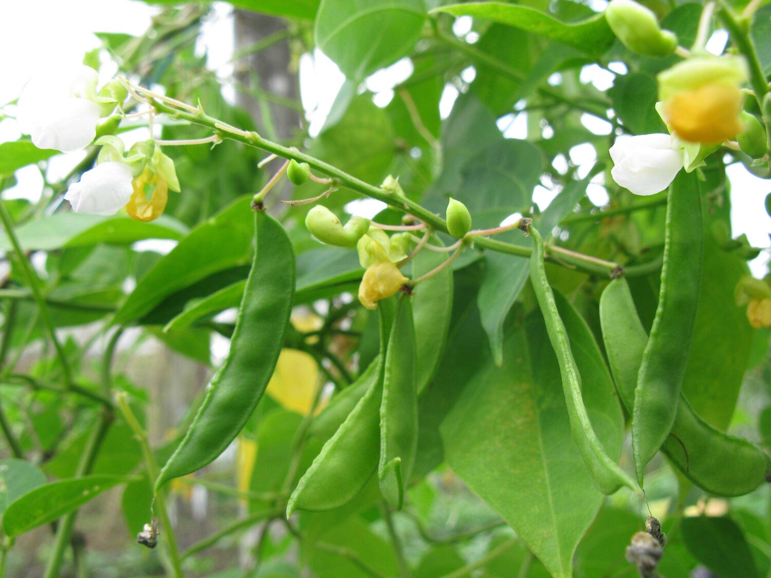 White Bermuda Bean Photo: Daniel Debouck