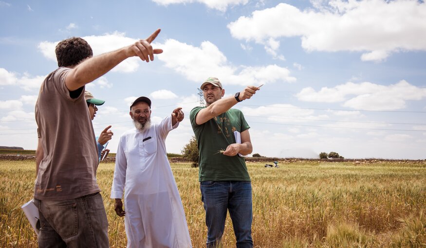 New Drought-tolerant Durum Wheat Variety Proves Its Worth in Morocco