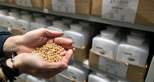 Genebank Manager Athanasios Tsivelikas in active collection cold room, Rabat, Morocco.