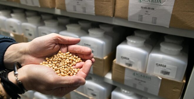 Genebank Manager Athanasios Tsivelikas in active collection cold room, Rabat, Morocco.