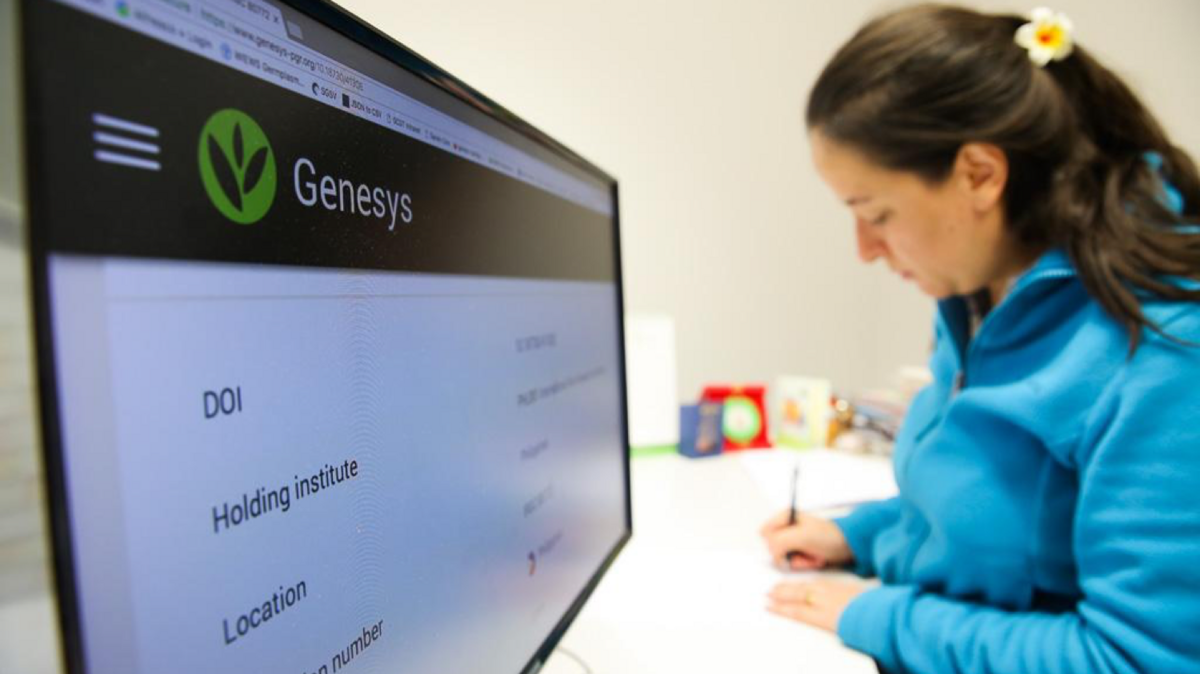 The Crop Trust is building information systems to help genebanks manage their data and users to search the crop collections they hold. Genesys, a free-to-use, publicly accessible, online database of plant material held in genebanks around the world, contains information on about four million samples, roughly half of the estimated total number globally. 