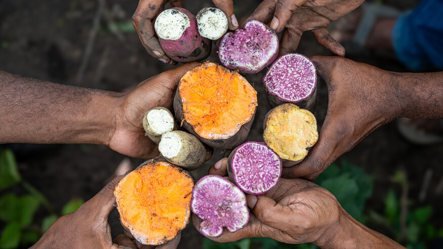 Plan B for Backup: Sweetpotato Seeds Go to Svalbard