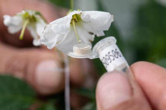 During the first phase of the Crop Wild Relatives Project, selected clones introduced from INIA Uruguay were crossed with local varieties and advanced adopted CIP-bred breeding clones with heat tolerance. Photo: Michael Major/Crop Trust