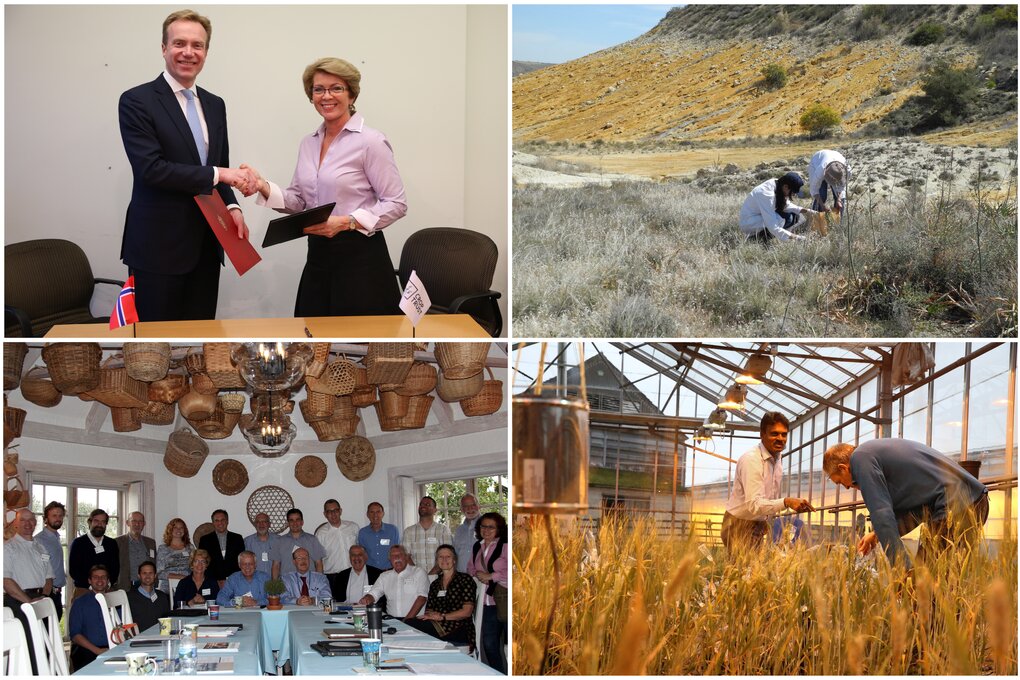 Top left: April 2016, Norway signs agreement to support final Phase of CWR Project; Top right: Collecting crop wild relatives in Cyprus and Italy; Bottom left: CWR Advisory Group meets at Oak Spring Garden Foundation; Bottom right: Wheat pre-breeding at the University of Nottingham