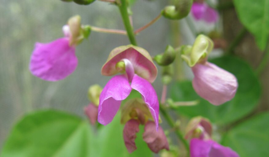 Flowering Bermuda Bean Photo: Daniel Debouck