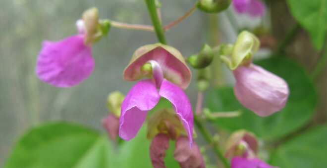 Flowering Bermuda Bean Photo: Daniel Debouck