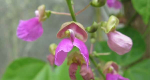 Flowering Bermuda Bean Photo: Daniel Debouck