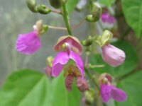 Flowering Bermuda Bean Photo: Daniel Debouck