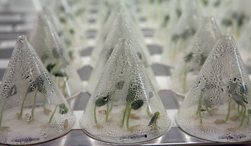 Plantlets stored in cones in IPK Genebank Germany