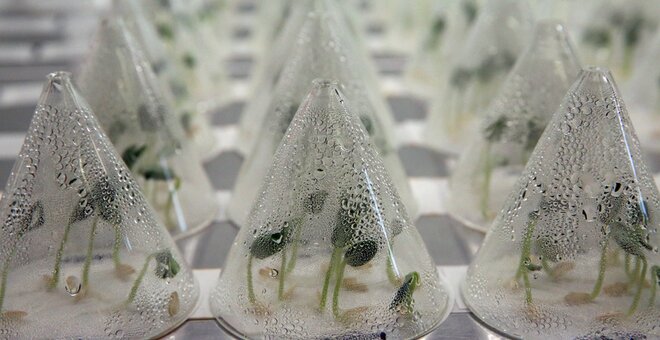 Plantlets stored in cones in IPK Genebank Germany