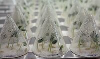 Plantlets stored in cones in IPK Genebank Germany