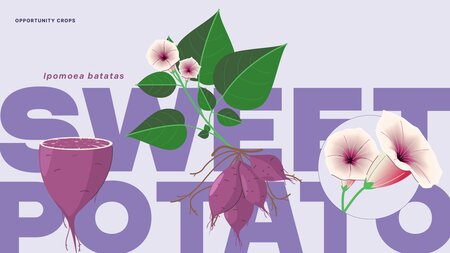 Sweetpotato: Super Leaves