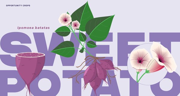 Sweetpotato: Super Leaves