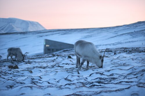 Major Seed Deposit at the Svalbard Global Seed Vault, Longyearbyen